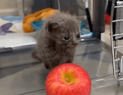 крошечный котёнок и слепая кошка 