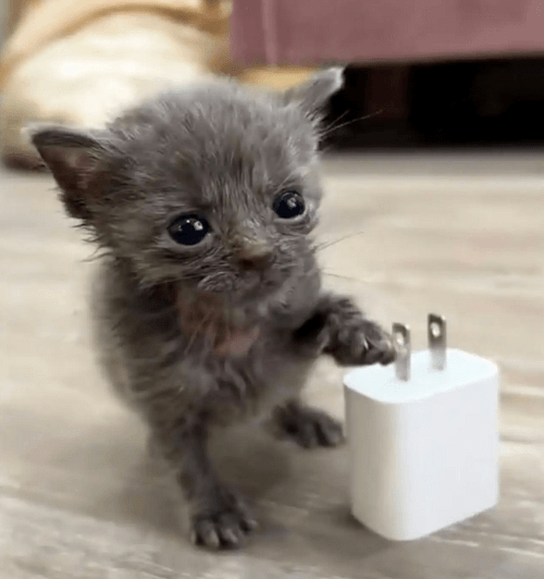 крошечный котёнок и слепая кошка