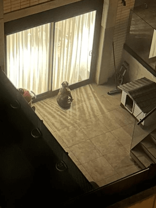 собаку держат на балконе 