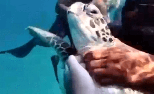 туристы мучили морскую черепаху