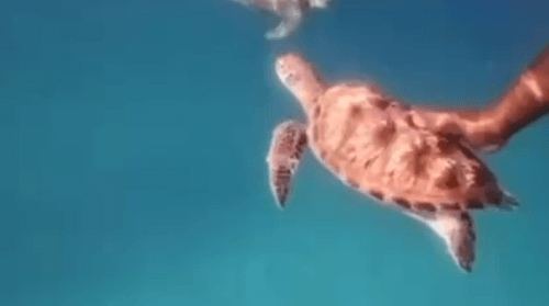 туристы мучили морскую черепаху