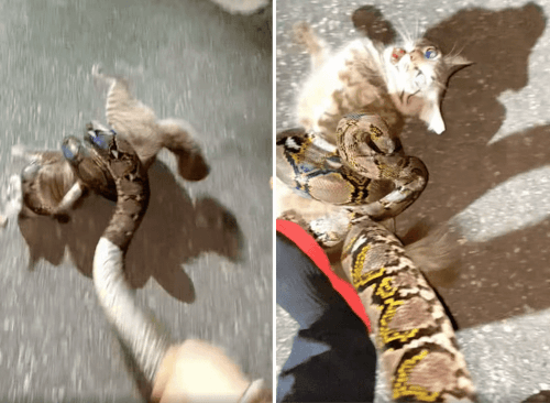 питона стряхнули с кошки