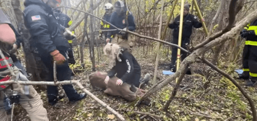 оленя вытащили из колодца
