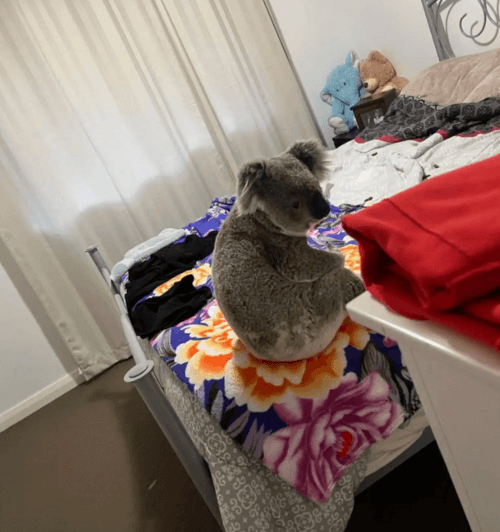коала забралась в кровать