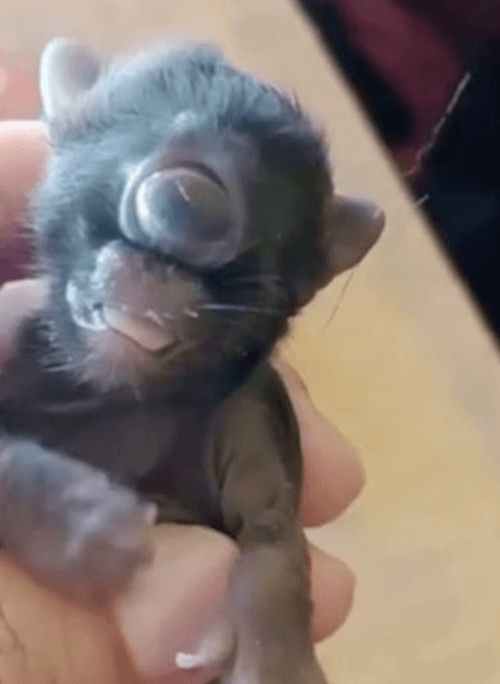 кошка родила котёнка-циклопа 