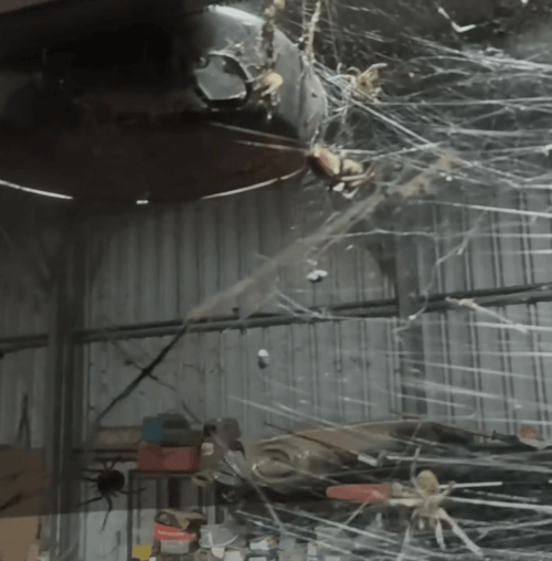 пауки заполонили сарай