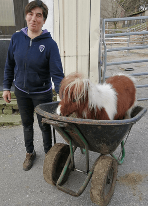 крошечный конь-рекордсмен