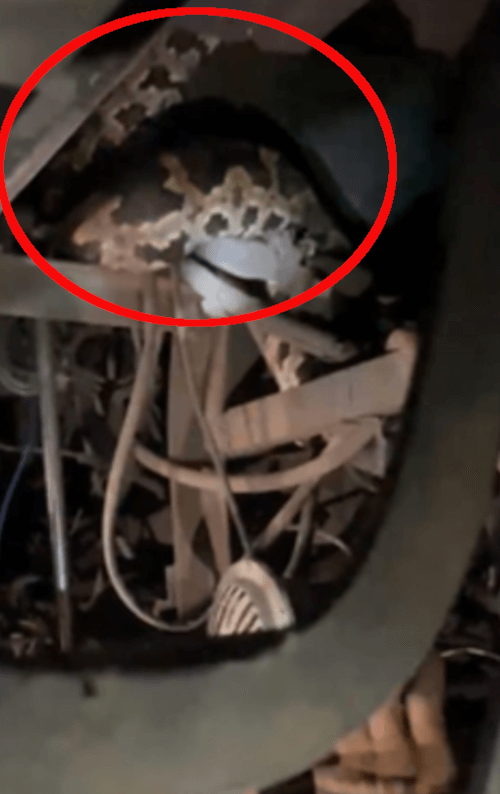 питон в свадебном автобусе