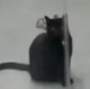 приютский кот ждал хозяев