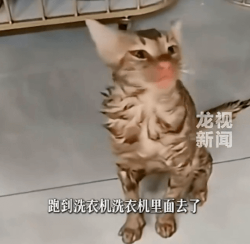 кошка выжила в стиральной машине 
