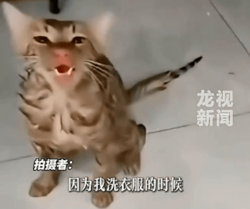 кошка выжила в стиральной машине