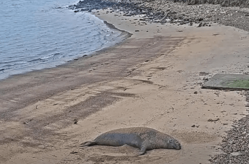 кидали камни в морского слона 