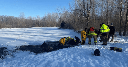 дайверы спасли лошадей на пруду