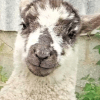 овца отключила интернет 