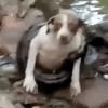 анаконда чуть не задушила собаку 