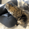 кот с необычайно длинной шеей 