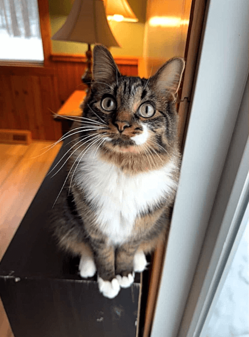 кот с необычайно длинной шеей