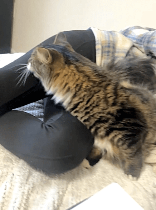 кот с необычайно длинной шеей