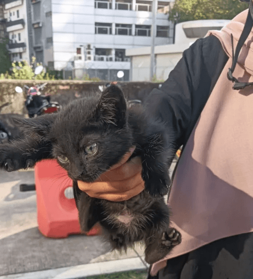 котёнок забрался под капот машины