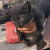 котёнок забрался под капот машины