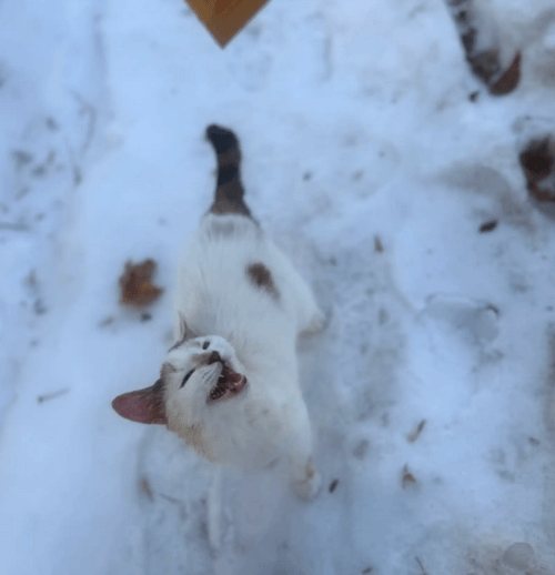 почтальон и замёрзшая кошка