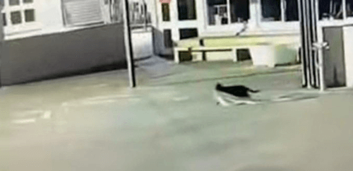 кот крал полотенца и нижнее бельё