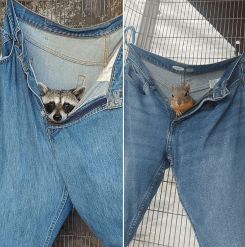 уютные гамаки для зверушек