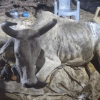 мусор в желудке коровы
