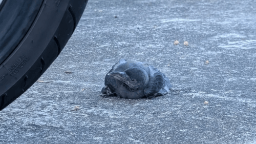 попытка помочь воронёнку 