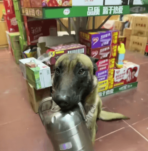собака приносит хозяйке еду