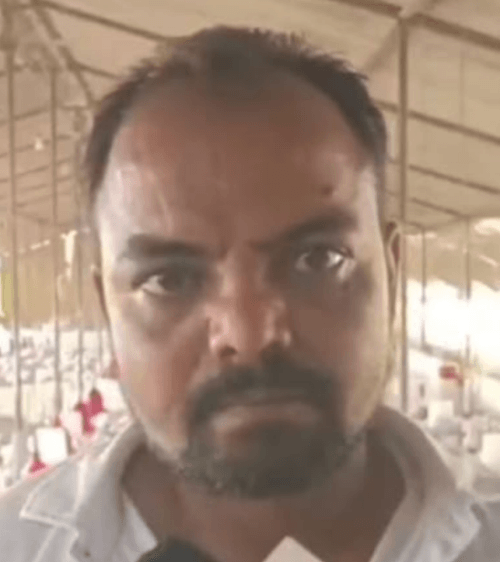 свадебная музыка убила кур 