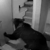 медведь ночью пришёл в отель