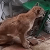 загадочные экскременты на крыше 