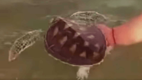 туристы поймали морскую черепаху