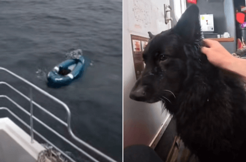 овчарку унесло в море на каяке
