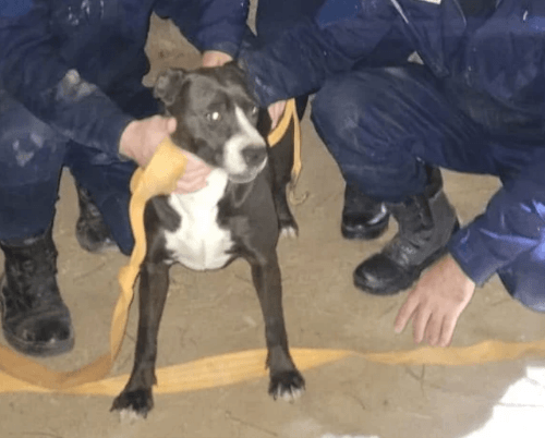 существо затащило собаку на дерево