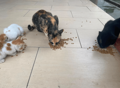пнула бездомного котёнка 
