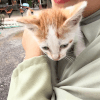 пнула бездомного котёнка