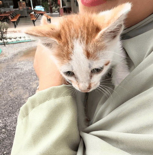 пнула бездомного котёнка