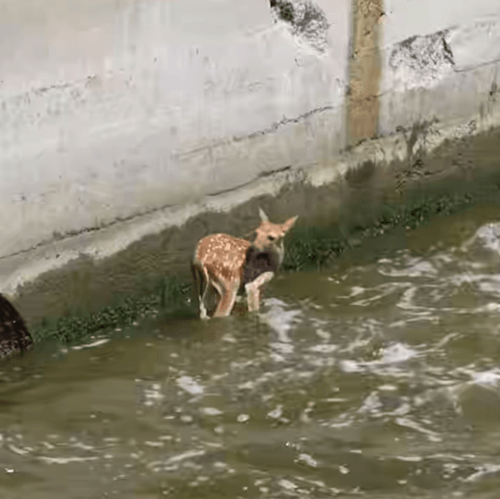 спасение оленёнка из воды
