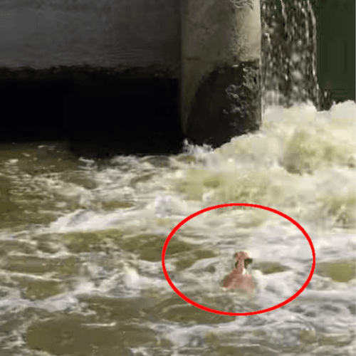 спасение оленёнка из воды
