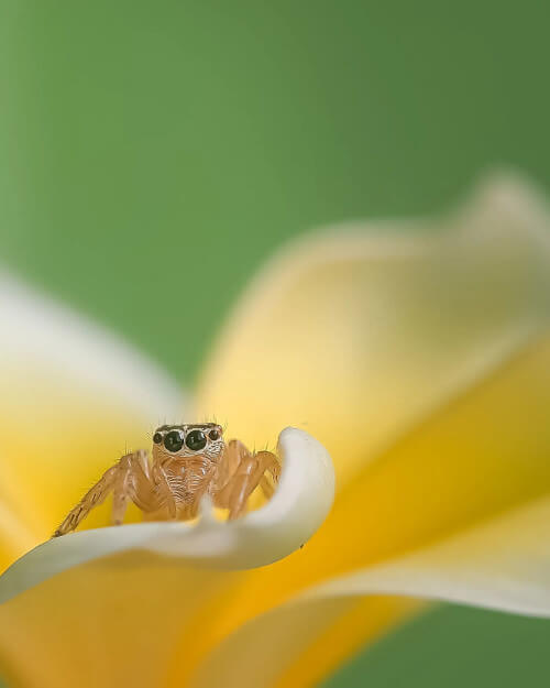 удивительный мир насекомых