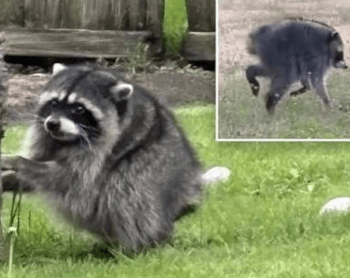 енот с укороченным позвоночником 