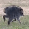енот с укороченным позвоночником