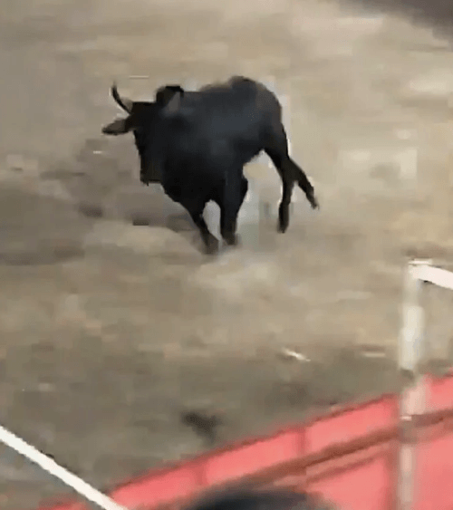 бык ворвался в толпу