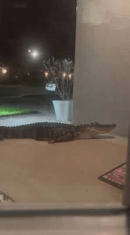 аллигатор пришёл к дому