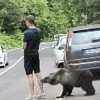 медведь подкрался к туристу 