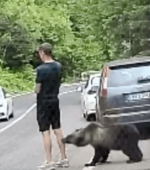 медведь подкрался к туристу