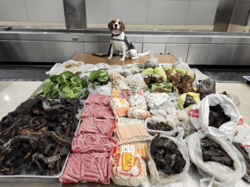 собака нашла запрещённые продукты