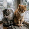 невеста должна избавиться от кота